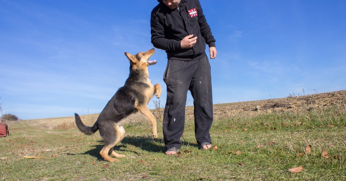 Utah Personal Injury Lawyer specializing in Dog Bites and Animal Attacks