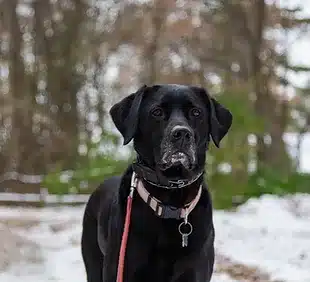 Dog Bite Lawyer in Park City, Utah - Personal Injury Attorney